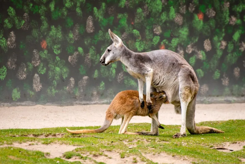 Hop Smart: Why Your Bankroll Needs a Pouch (Lessons From the Marsupial Playbook)